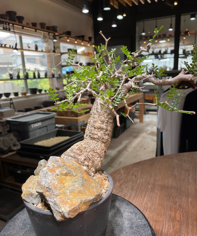 オペルクリカリア パキプス／Operculicarya pachypus 発根済 (商品番号P