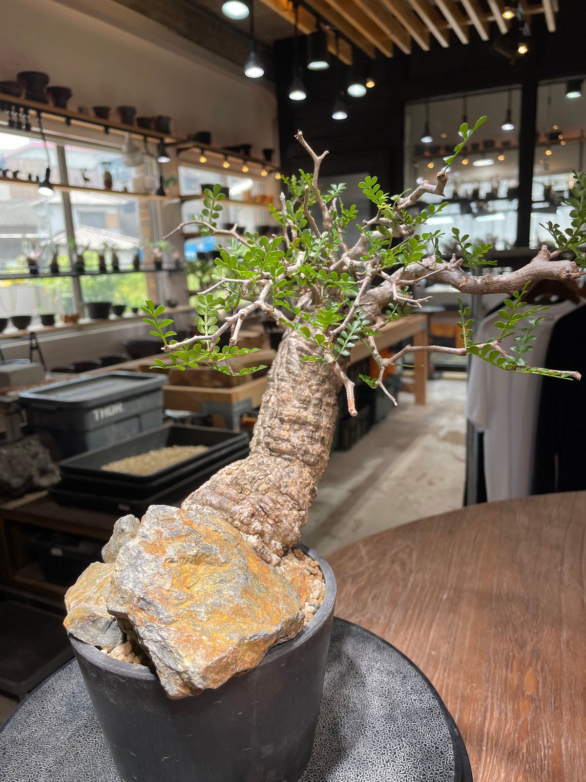 オペルクリカリア パキプス／Operculicarya pachypus 発根済 (商品番号P