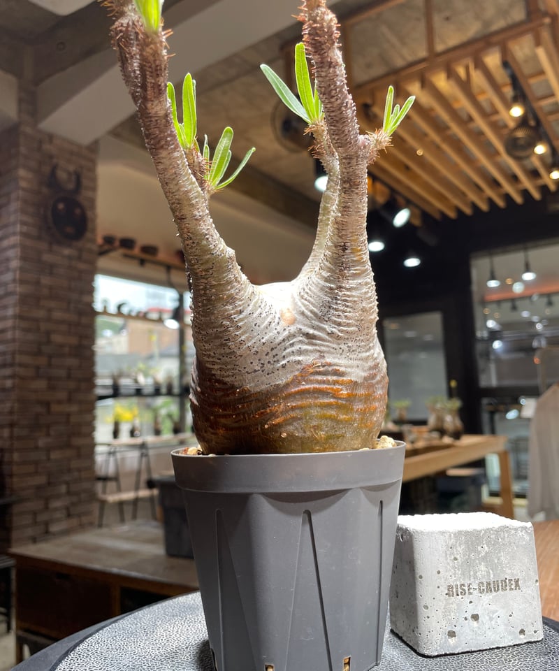 パキポディウム グラキリス Pachypodium gracilius 発根済 (gk-45