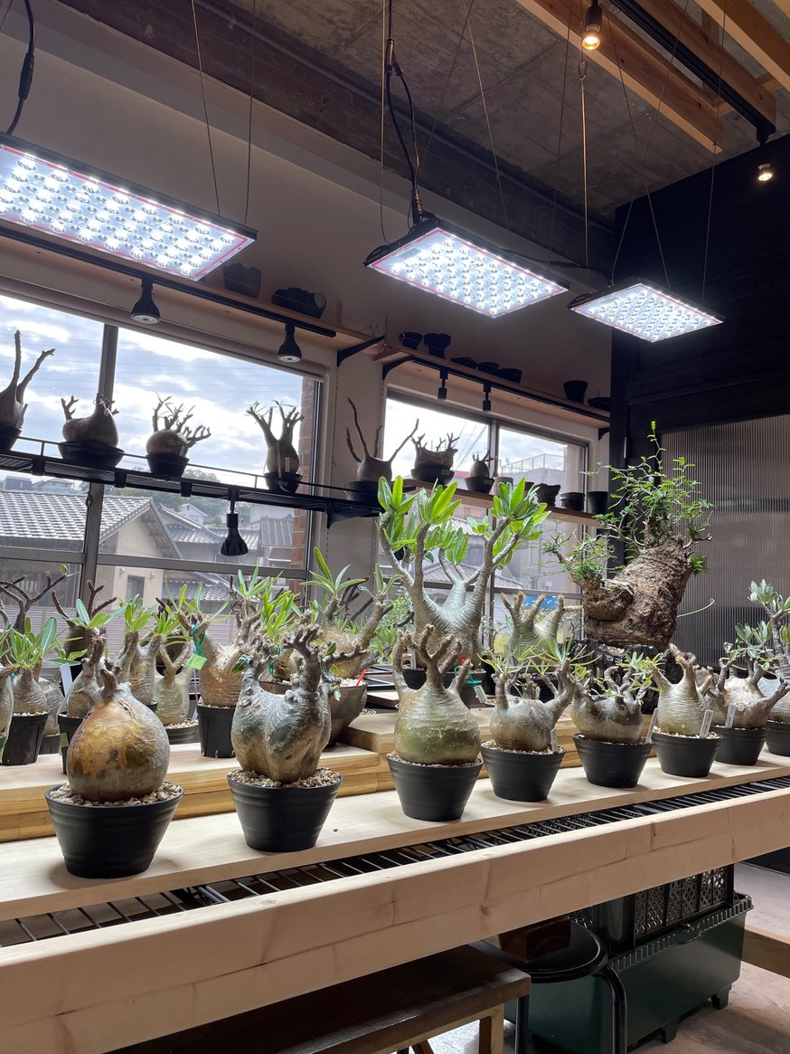 Helios Green LED PRO Booster販売開始 | RISE-CAUDEX 