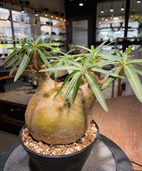 パキポディウム グラキリス　Pachypodium gracilius 　発根済　(gk-492）