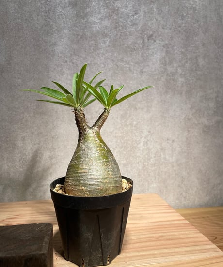パキポディウム グラキリス　Pachypodium gracilius 　発根済　(商品番号gk-33)
