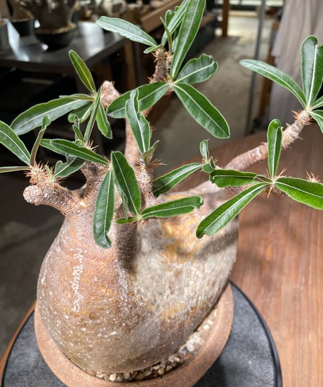 パキポディウム グラキリス　Pachypodium gracilius 　発根済　(gk-561)鉢：姫野翔太