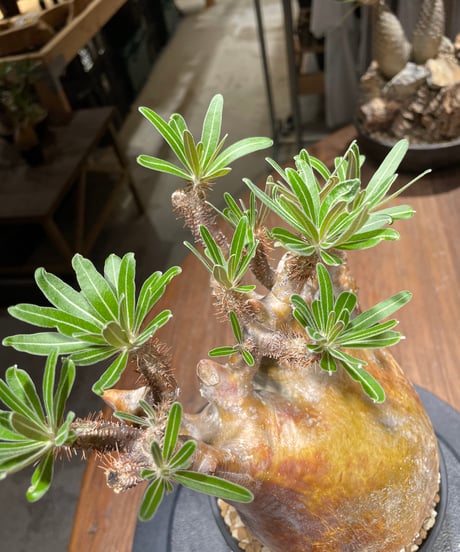 パキポディウム グラキリス　Pachypodium gracilius 　発根済　(gk-262)
