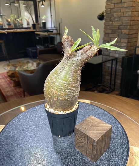 パキポディウム グラキリス　Pachypodium gracilius 　発根済　(商品番号gk-181)