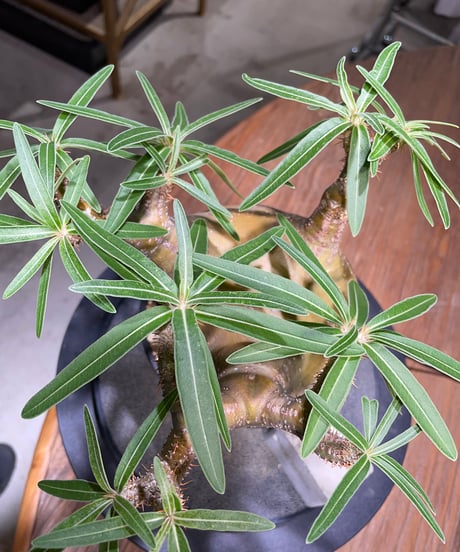 パキポディウム グラキリス　Pachypodium gracilius 　発根済　(gk-492）