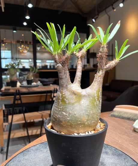 パキポディウム グラキリス　Pachypodium gracilius 　発根済　(gk-394)