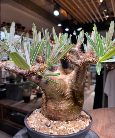 パキポディウム グラキリス　Pachypodium gracilius 　発根済　(gk-537)