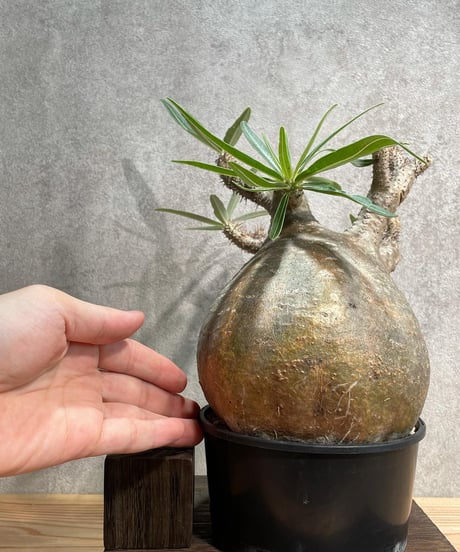 パキポディウム グラキリス　Pachypodium gracilius 　発根済(塊根幅14.5ｃｍ)　(商品番号gk-22)