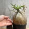 パキポディウム グラキリス　Pachypodium gracilius 　発根済(塊根幅14.5ｃｍ)　(商品番号gk-22)