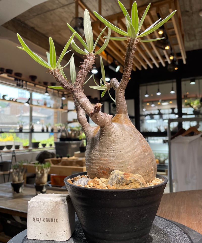【発根済】グラキリス パキポディウム グラキリス Pachypodium gracilius 発根済 (gk-48