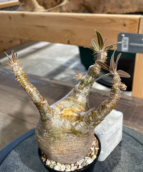 パキポディウム グラキリス　Pachypodium gracilius 　発根済　(gk-431)