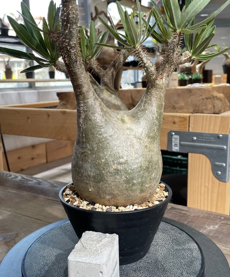 パキポディウム グラキリス　Pachypodium gracilius 　発根済　(gk-429)