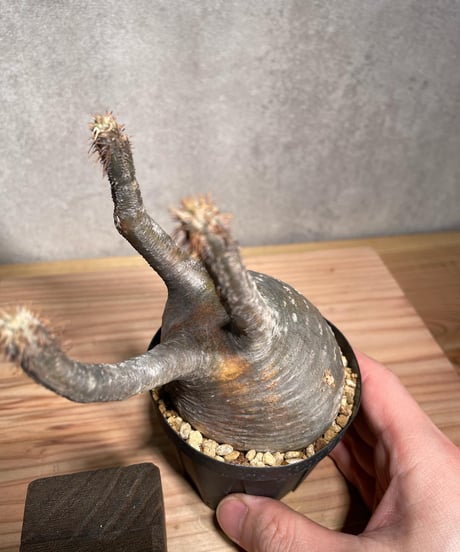 パキポディウム グラキリス　Pachypodium gracilius 　発根済　(商品番号gk-36)