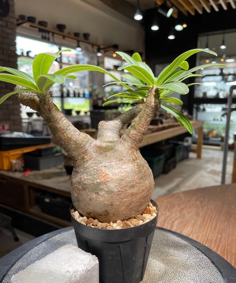 パキポディウム グラキリス　Pachypodium gracilius 　発根済　(gk-489)
