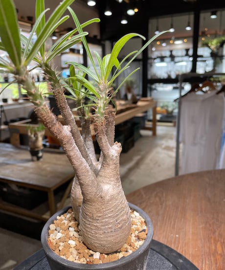 パキポディウム グラキリス　2頭　Pachypodium gracilius 　発根済　(gk-481)