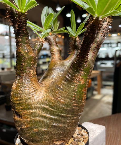 パキポディウム グラキリス　Pachypodium gracilius 　発根済　(gk-540)