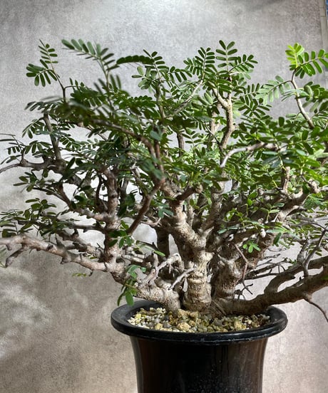 センナ メリディオナリス Senna meridionalis　発根済　(商品番号sm-12)
