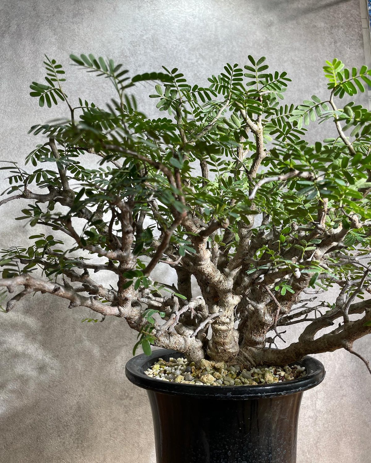 センナ メリディオナリス Senna meridionalis 発根済 (商品番号sm-12)