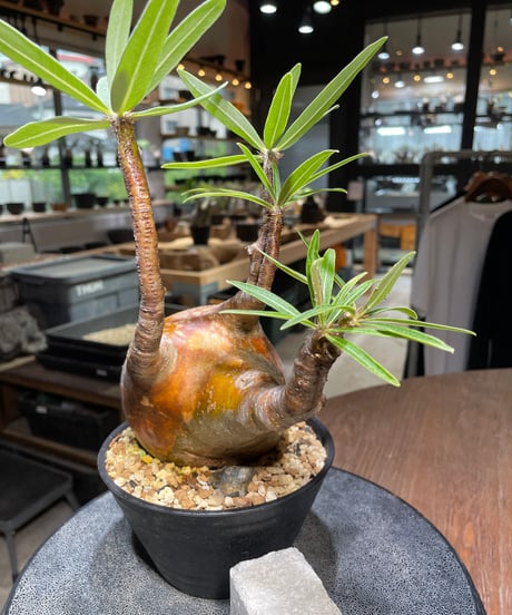 パキポディウム グラキリス　Pachypodium gracilius 　発根済　(gk-523）
