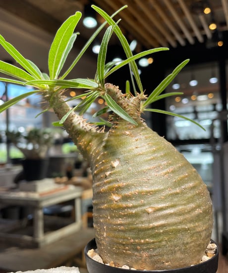 パキポディウム グラキリス　Pachypodium gracilius 　発根済　(gk-502）