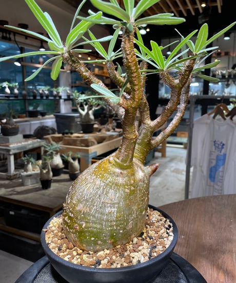 パキポディウム グラキリス　Pachypodium gracilius 　発根済　(gk-519）