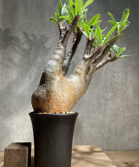 パキポディウム グラキリス　Pachypodium gracilius 　発根済　(商品番号gk-77)