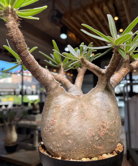 パキポディウム グラキリス　Pachypodium gracilius 　発根済　(gk-508）