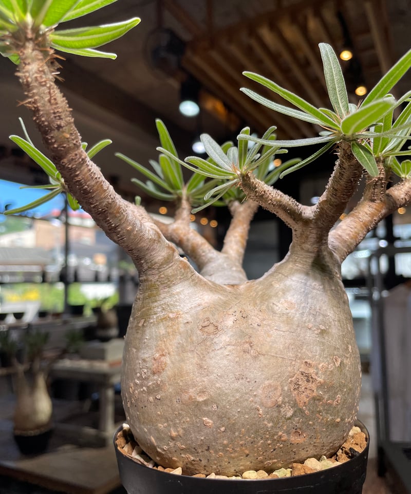 パキポディウム グラキリス Pachypodium gracilius 発根済 (gk-50