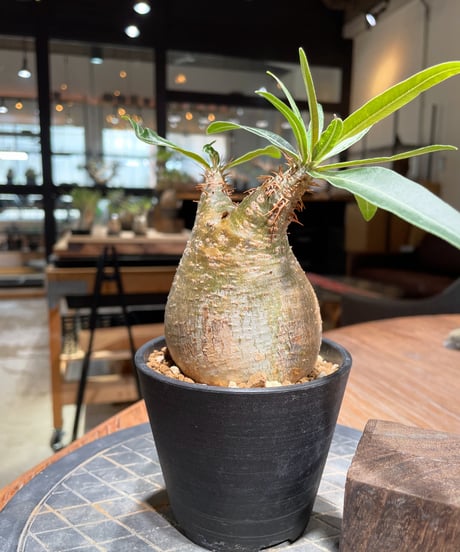 パキポディウム グラキリス　Pachypodium gracilius 　発根済　(gk-379)
