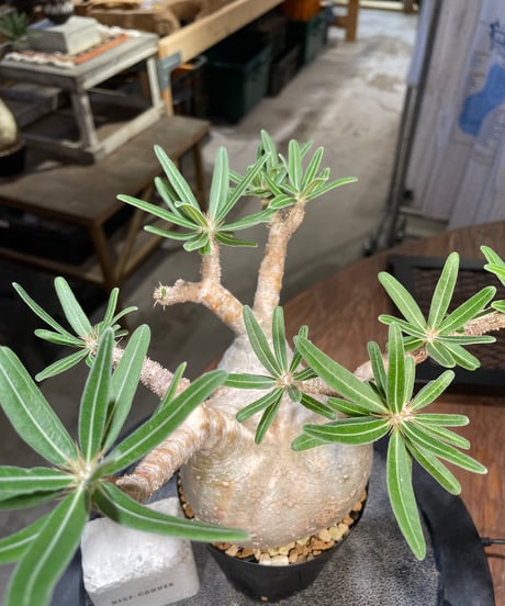 パキポディウム グラキリス　Pachypodium gracilius 　発根済　(gk-508）