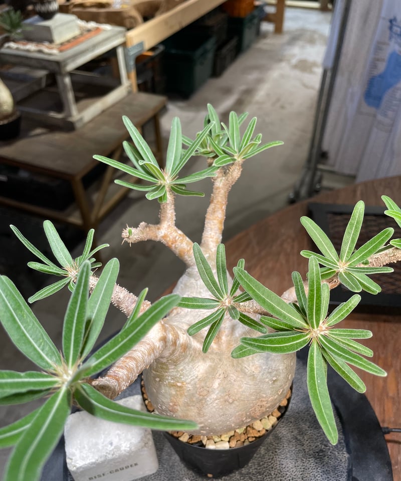 パキポディウム グラキリス Pachypodium gracilius 発根済 (gk-50