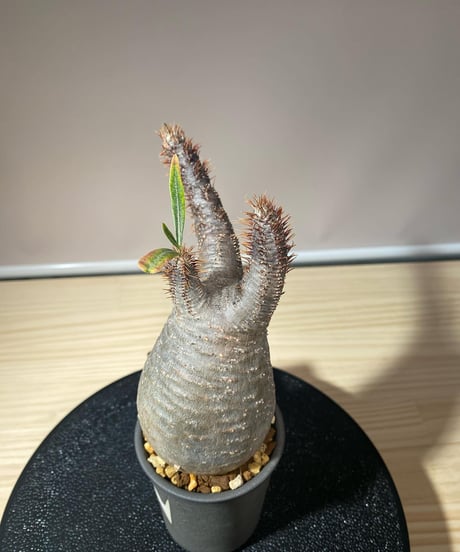 パキポディウム グラキリス　Pachypodium gracilius 　発根済　(商品番号gk-110valiem)VALIEM  (VALIEMタグ付き)