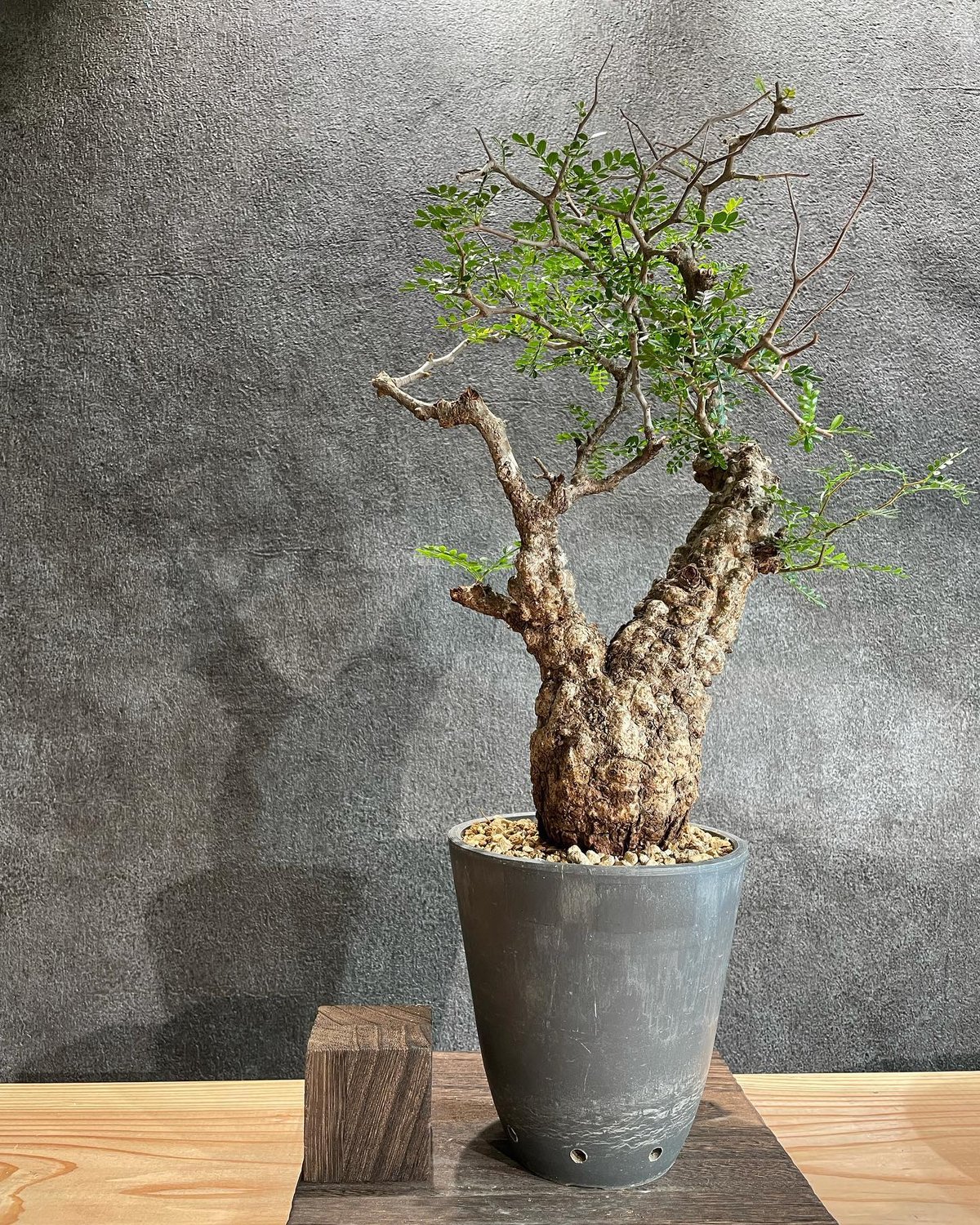 オペルクリカリア パキプス／Operculicarya pachypus 発根済 (塊根幅7