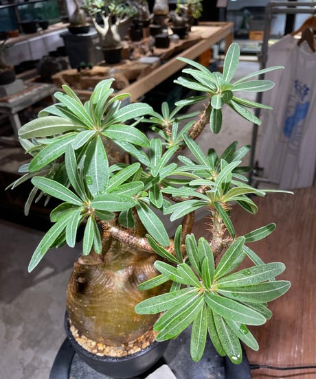 パキポディウム グラキリス　Pachypodium gracilius 　発根済　(gk-517）