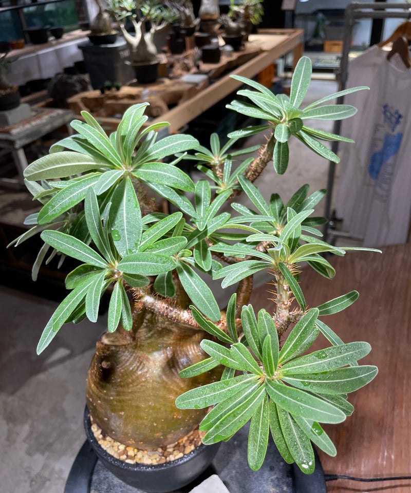 パキポディウム グラキリス 発根済 Pachypodium gracilius パキポディウム グラキリス Pachypodium gracilius 発根済 (gk-48