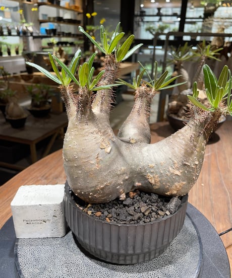 パキポディウム グラキリス　多頭　Pachypodium gracilius 　発根済　(gk-457 valiem）VALIEM　VOID　M