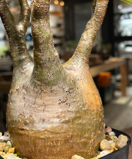 パキポディウム グラキリス　Pachypodium gracilius 　発根済　(gk-391)