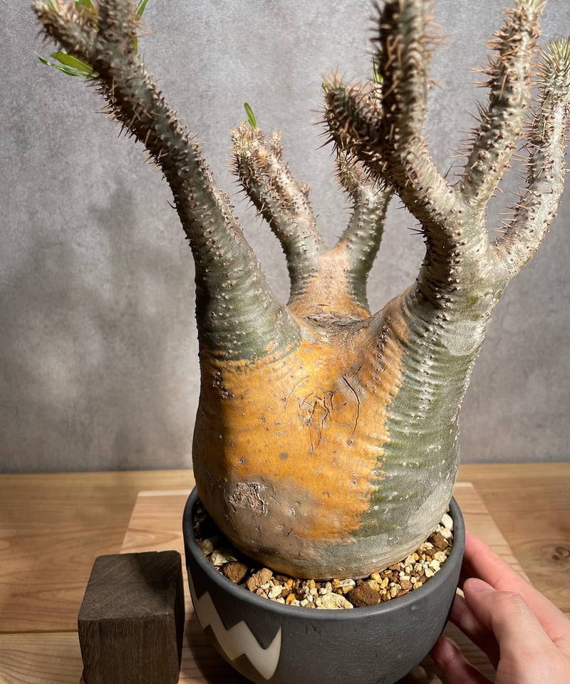 パキポディウム グラキリス Pachypodium gracilius 発根済 (商品番号g