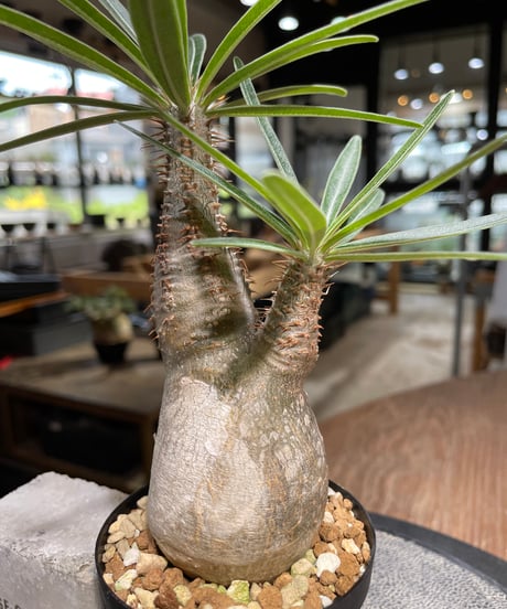 パキポディウム グラキリス　Pachypodium gracilius 　発根済　(gk-486)