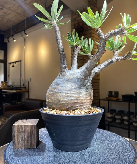 パキポディウム グラキリス　Pachypodium gracilius 　発根済　(塊根幅約12ｃｍ)　(商品番号gk-195)