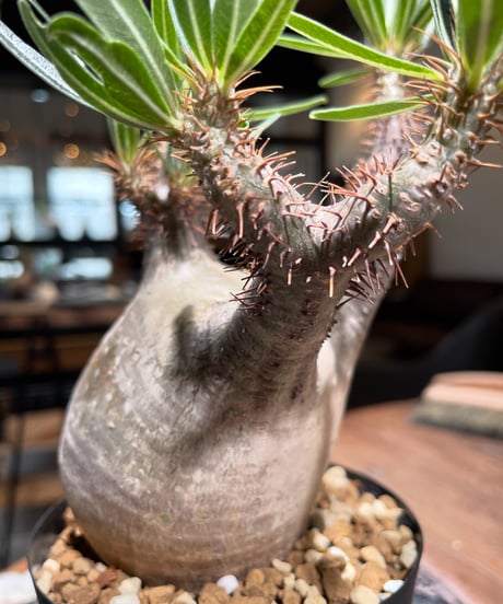 パキポディウム グラキリス　Pachypodium gracilius 　発根済　(gk-398)