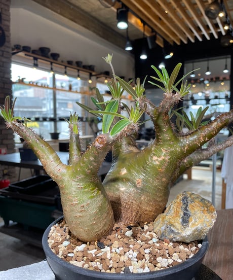 パキポディウム グラキリス　2頭　Pachypodium gracilius 　発根済　(gk-550)