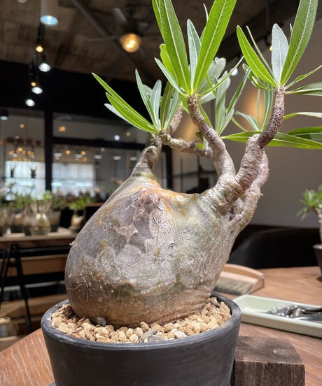 パキポディウム グラキリス　Pachypodium gracilius 　発根済　(gk-366)