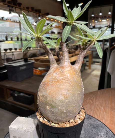 パキポディウム グラキリス　Pachypodium gracilius 　発根済　(gk-527)