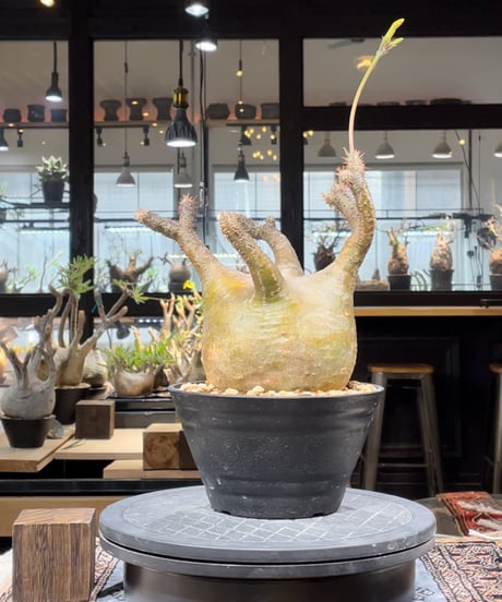 パキポディム グラキリス　Pachypodium gracilius 　発根済　(gk-207)