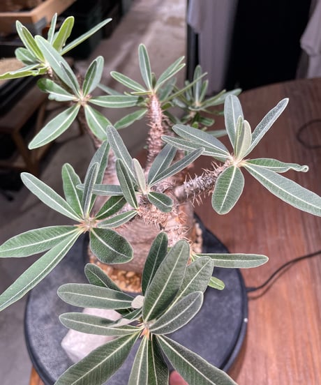 パキポディウム グラキリス　Pachypodium gracilius 　発根済　(gk-520）