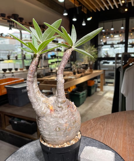 パキポディウム グラキリス　Pachypodium gracilius 　発根済　(gk-525）