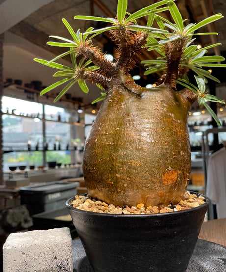 パキポディウム グラキリス　Pachypodium gracilius 　発根済　(gk-411)