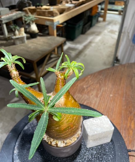 パキポディウム グラキリス　Pachypodium gracilius 　発根済　(gk-512valiem）